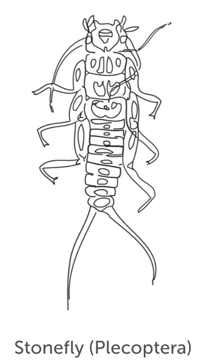 Least Tolerant Bug 1